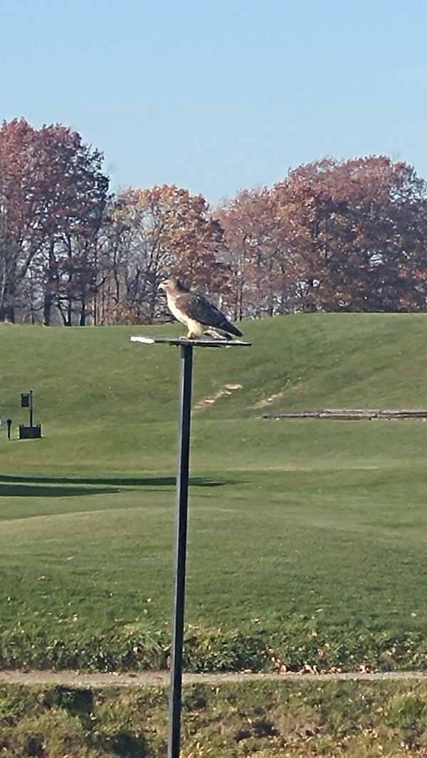 Local Hawk at Oak Gables
